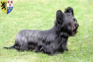 Lire la suite à propos de l’article Éleveurs de Skye Terriers et chiots en Hauts-de-France