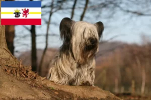 Lire la suite à propos de l’article Skye Terrier éleveurs et chiots dans le Mecklembourg-Poméranie occidentale