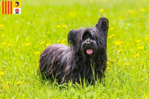 Lire la suite à propos de l’article Éleveurs de Skye Terrier et chiots en Provence-Alpes-Côte d’Azur