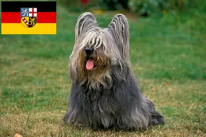 Lire la suite à propos de l’article Éleveurs de Skye Terriers et chiots en Sarre