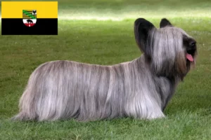 Lire la suite à propos de l’article Skye Terrier éleveurs et chiots en Saxe-Anhalt