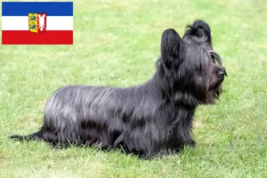 Lire la suite à propos de l’article Skye Terrier éleveurs et chiots dans le Schleswig-Holstein