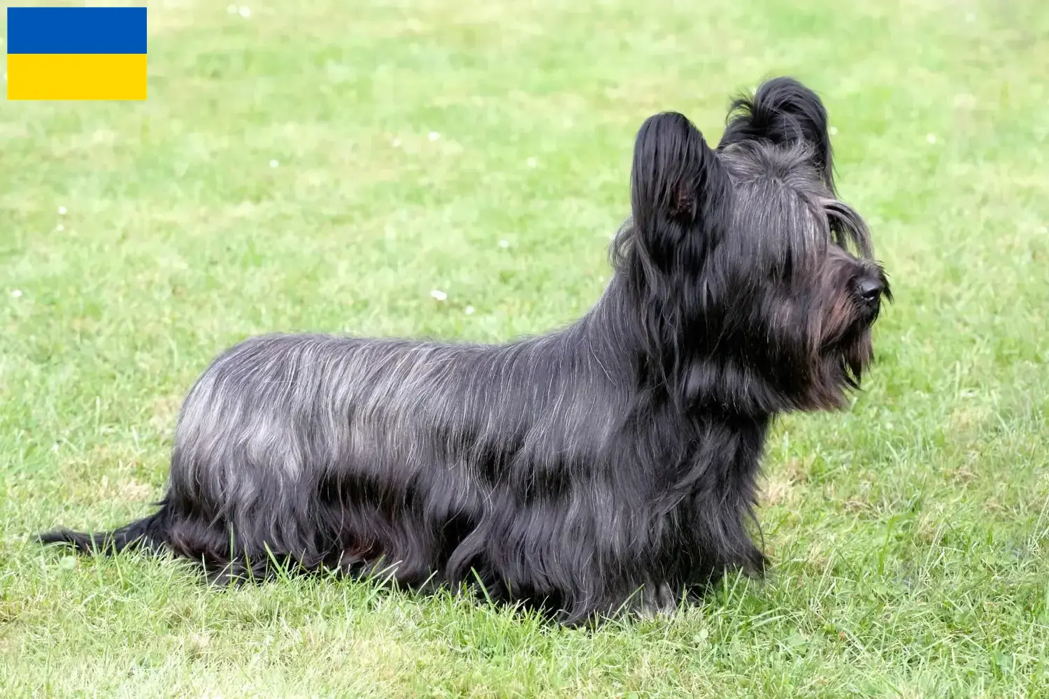 Skye Terrier chiots et éleveurs Ukraine Ici vous trouverez des éleveurs de Skye Terrier en Ukraine.