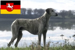 Lire la suite à propos de l’article Éleveurs de Sloughi et chiots en Basse-Saxe