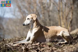 Lire la suite à propos de l’article Éleveurs de Sloughi et chiots en Bourgogne-Franche-Comté