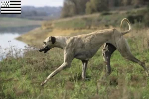 Lire la suite à propos de l’article Éleveurs de Sloughi et chiots en Bretagne