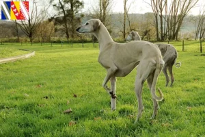 Lire la suite à propos de l’article Éleveurs de Sloughi et chiots en Grand Est