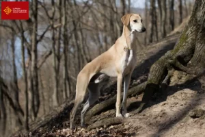 Lire la suite à propos de l’article Éleveurs de Sloughi et chiots en Occitanie