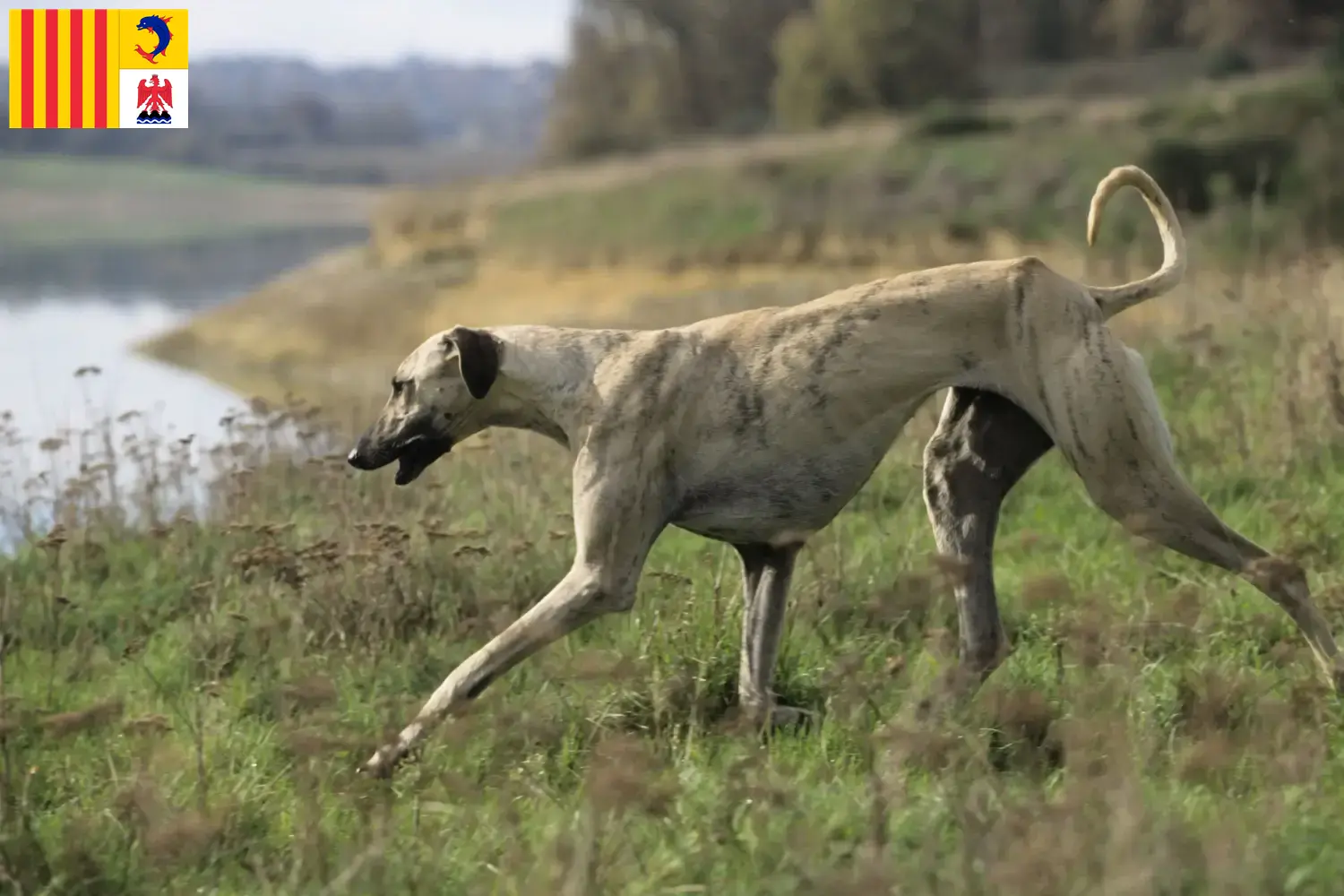 Sloughi chiots et éleveurs Provence-Alpes-Côte d'Azur Ici tu trouves les éleveurs de Sloughis en Provence-Alpes-Côte d'Azur.