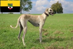 Lire la suite à propos de l’article Éleveurs de Sloughi et chiots en Saxe-Anhalt
