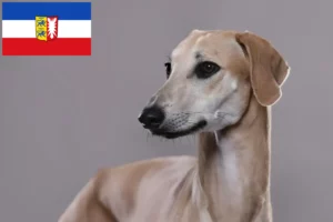 Lire la suite à propos de l’article Éleveurs de Sloughi et chiots dans le Schleswig-Holstein