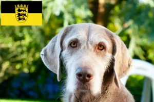 Lire la suite à propos de l’article Éleveurs de Slovaques et de chiots en Bade-Wurtemberg