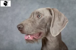 Lire la suite à propos de l’article Éleveurs slovaques de barbus et chiots en Corse