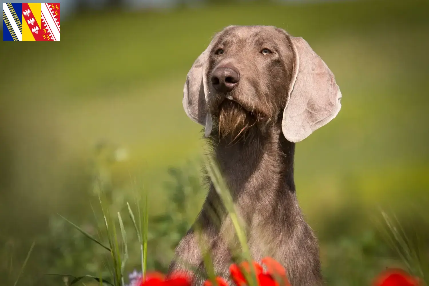 Slovaque Rauhbart chiots et éleveurs Grand Est Ici vous trouverez des éleveurs de Slovaques à poil dur en Grand Est.