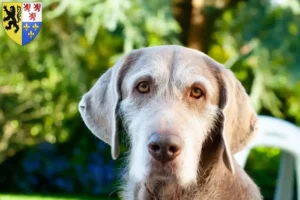 Lire la suite à propos de l’article Éleveurs de Slovaques à poil dur et chiots en Hauts-de-France