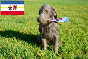 Lire la suite à propos de l’article Éleveurs de Slovaques à poil dur et chiots dans le Mecklembourg-Poméranie occidentale