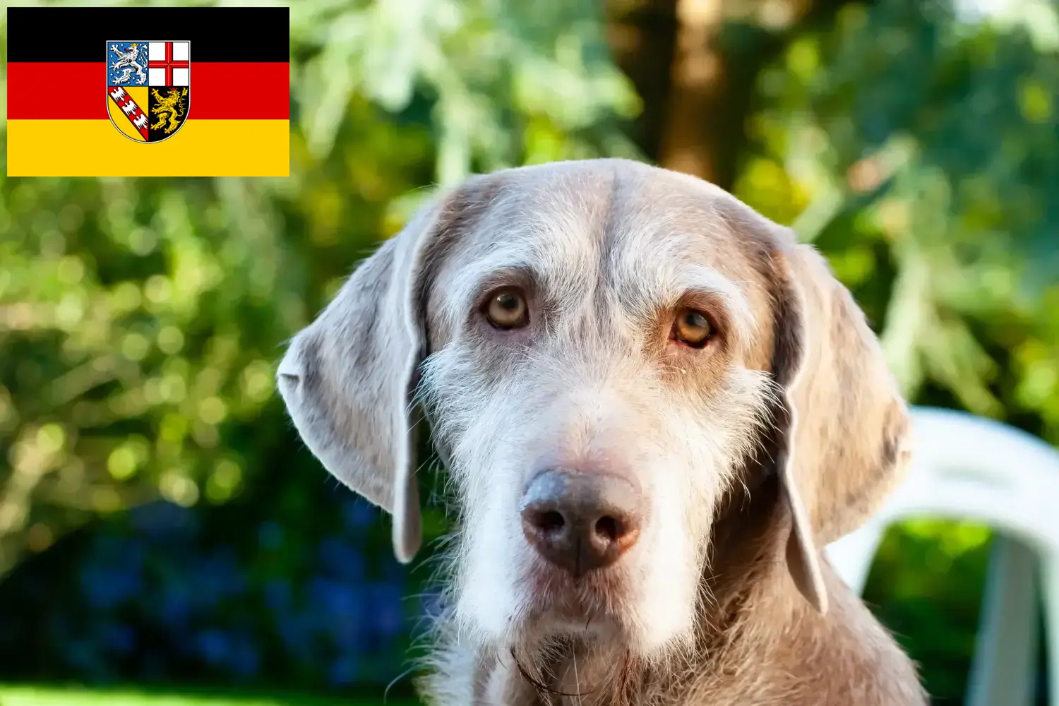 Slovaque Rauhbart chiots et éleveurs Saarland Ici, tu trouveras des éleveurs de Slovaques à barbe dure en Sarre.