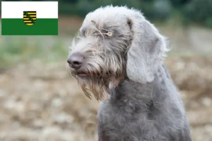 Lire la suite à propos de l’article Éleveurs de Slovaques à barbe dure et chiots en Saxe