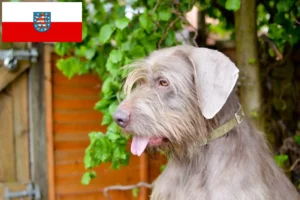 Lire la suite à propos de l’article Éleveurs de Slovaques à barbe dure et chiots en Thuringe