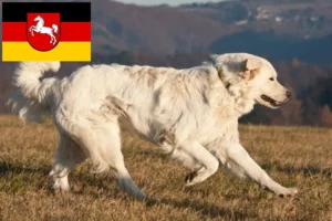 Lire la suite à propos de l’article Slovensky Cuvac éleveurs et chiots en Basse-Saxe