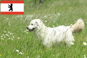 Lire la suite à propos de l’article Slovensky Cuvac éleveurs et chiots à Berlin
