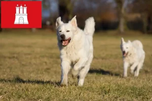 Lire la suite à propos de l’article Slovensky Cuvac éleveurs et chiots à Hambourg