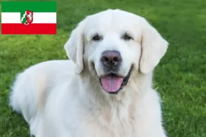 Lire la suite à propos de l’article Slovensky Cuvac Éleveurs et chiots en Rhénanie-du-Nord-Westphalie