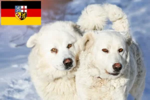 Lire la suite à propos de l’article Slovensky Cuvac éleveurs et chiots en Sarre