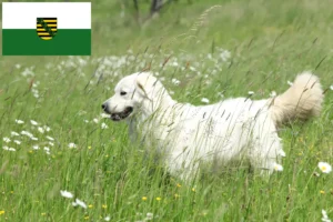 Lire la suite à propos de l’article Slovensky Cuvac éleveurs et chiots en Saxe