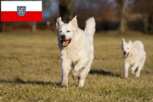 Lire la suite à propos de l’article Slovensky Cuvac éleveurs et chiots en Thuringe
