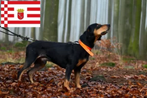 Lire la suite à propos de l’article Slovenský kopov Éleveurs et chiots à Brême