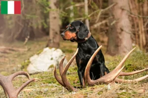 Lire la suite à propos de l’article Slovenský kopov Éleveurs et chiots en Italie