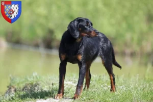Lire la suite à propos de l’article Slovenský kopov Éleveurs et chiots en Pays de la Loire