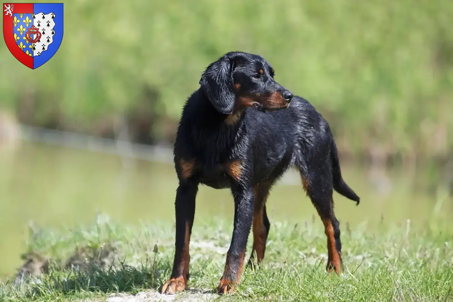 Slovenský kopov Chiots et éleveurs Pays de la Loire Ici vous trouverez les éleveurs de Slovenský kopovs en Pays de la Loire.