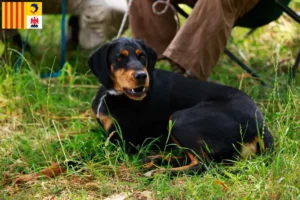 Lire la suite à propos de l’article Slovenský kopov éleveurs et chiots en Provence-Alpes-Côte d’Azur