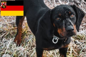 Lire la suite à propos de l’article Slovenský kopov Éleveurs et chiots en Rhénanie-Palatinat