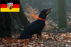 Lire la suite à propos de l’article Slovenský kopov Éleveurs et chiots en Sarre
