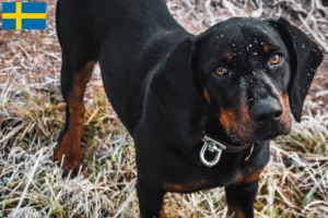 Lire la suite à propos de l’article Slovenský kopov Éleveurs et chiots en Suède