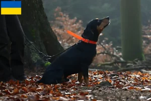 Lire la suite à propos de l’article Slovenský kopov Éleveurs et chiots en Ukraine