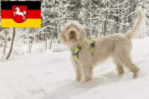Lire la suite à propos de l’article Spinone Italiano Éleveurs et chiots en Basse-Saxe