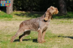 Lire la suite à propos de l’article Spinone Italiano éleveurs et chiots en Bourgogne-Franche-Comté