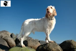 Lire la suite à propos de l’article Spinone Italiano éleveurs et chiots en Corse