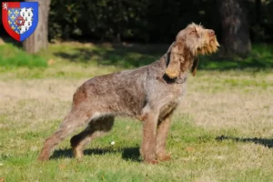 Lire la suite à propos de l’article Spinone Italiano Éleveurs et chiots en Pays de la Loire