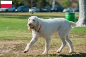 Lire la suite à propos de l’article Spinone Italiano éleveurs et chiots en Pologne