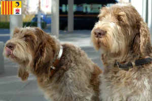 Lire la suite à propos de l’article Spinone Italiano éleveurs et chiots en Provence-Alpes-Côte d’Azur
