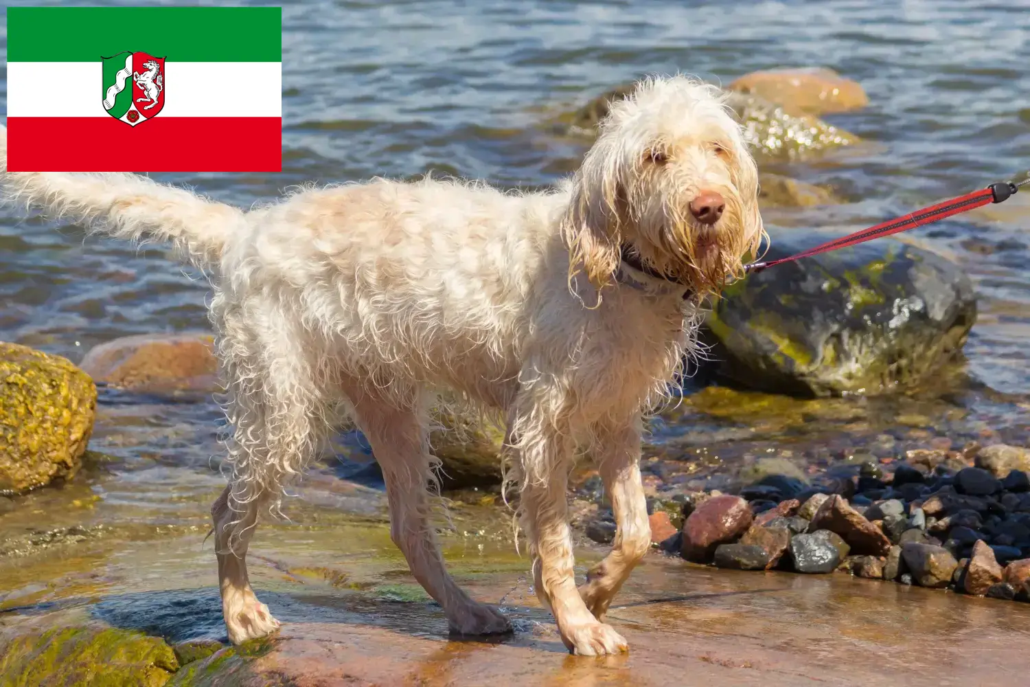 Spinone Italiano chiots et éleveurs Rhénanie du Nord-Westphalie Ici vous trouverez des éleveurs de Spinone Italianos en Rhénanie-du-Nord-Westphalie.