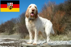 Lire la suite à propos de l’article Spinone Italiano éleveurs et chiots en Sarre