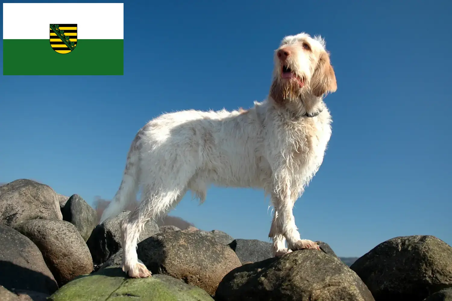 Spinone Italiano chiots et éleveurs Saxe Ici vous trouverez des éleveurs de Spinone Italianos en Saxe.