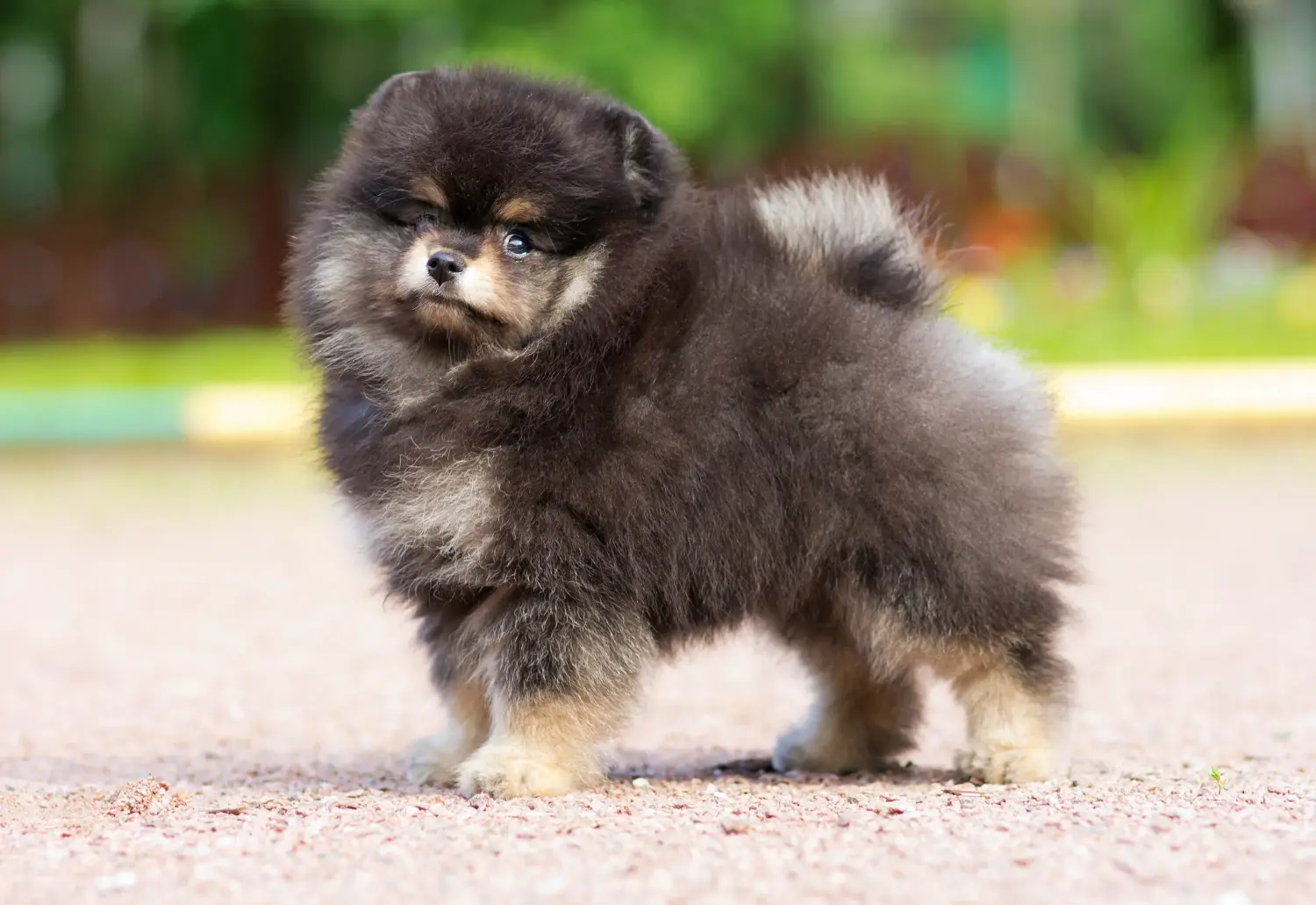 Acheter un chiot Spitz, c'est prendre des responsabilités ! Acheter des chiots Spitz.