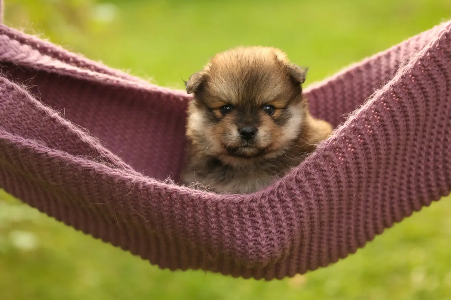 Acheter un chiot Spitz, c'est prendre des responsabilités ! Acheter des chiots Spitz.